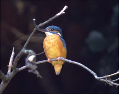 IJsvogeltje